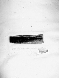 Hysterographium fraxini image